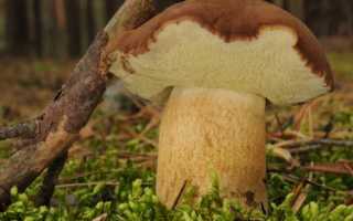 Польский белый гриб как приготовить. Редкие и чрезвычайно полезные польские грибы