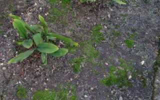 Почему на садовом участке растет мох. Как быстро и без усилий избавиться от мха на даче в 2019 году