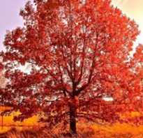 Красный дуб фото. Дуб красный, фото, описание, условия выращивания, посадка, уход
