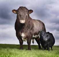 Сколько весит взрослый бык. Сколько весит корова и как рассчитать её вес