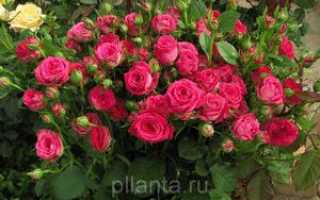 Роза таманго фото и описание. Роза спрей-Rose spray