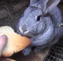 Можно ли кроликам давать белый хлеб. Допустимо ли кормление кроликов хлебом или сухарями