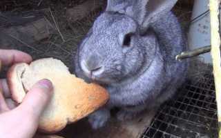 Можно ли кроликам давать белый хлеб. Допустимо ли кормление кроликов хлебом или сухарями