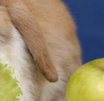 Можно ли кормить кроликов яблоками. Можно ли декоративным кроликам давать яблоки