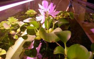 Эйхорния водный гиацинт в аквариуме. Водный гиацинт (эйхорния): особенности выращивания в пруду или аквариуме