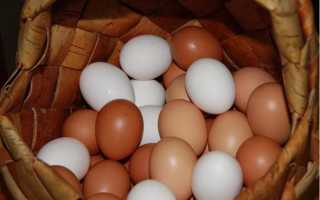 Яйца цвета. Почему куриные яйца бывают разного цвета?