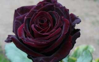 Роза черная магия описание. Роза «Черная магия» чайно-гибридная, темно-бордовая