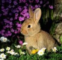 Кожные заболевания кроликов фото и описание. Кожные недуги у кроликов: как спасать ценную шубку?