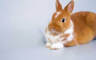 Цветные карликовые кролики. Короткошерстный карликовый кролик