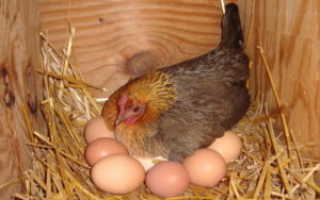 Сколько минут курица несет яйцо. Яйцо в курице — как образовывается и развивается?