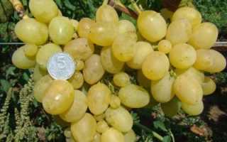 Сорта винограда крайнова описание и фото. Первозванный — описание и характеристики сорта винограда
