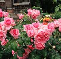 Пять розовых роз. Розовые розы кустовая картинки и фотографии