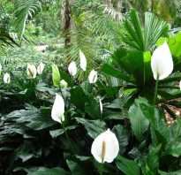 Колибри хуа цветок. Родина комнатного растения спатифиллум