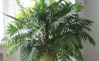 Почему сохнет пальма хамедорея. Хамедорея погибает