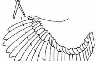 Обрезка крыльев у кур. Процедура подрезки крыльев курам