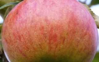 Орлинка яблоня описание. Вкусные и очень полезные яблоки сорта Орлинка