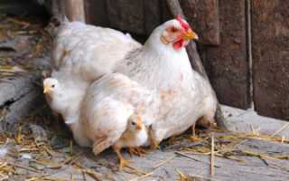 Через сколько вылупляется цыпленок из яйца. Вылупление цыплят: сроки, дальнейший уход и кормление, развитие по дням