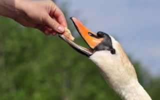 Лебеди питаются. Что едят и чем кормить лебедей зимой на озере