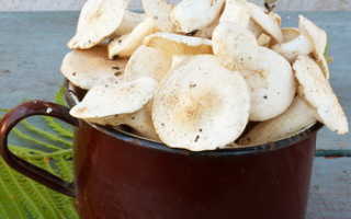 Посолить рядовки. Рецепты засолки грибов рядовок холодным способом