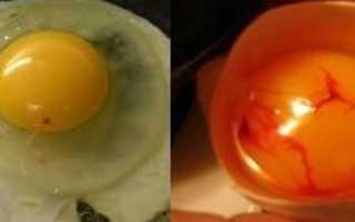 Кровяной сгусток в яйце. Почему бывает кровь в курином яйце и что при этом делать