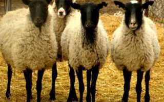 Содержание романовских овец в личном подсобном хозяйстве. Содержание и разведение овец в личном хозяйстве