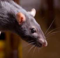 Чернокорень крысогон фото. Чернокорень или циноглоссум — отпугиватель кротов, слепышей и грызунов