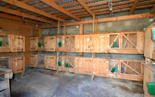 Кролики в гараже зимой. Разведение кроликов в гараже: особенности и характеристика данного способа