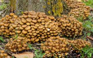 Летний опенок фото. Съедобные грибы летние опята: фото, описание