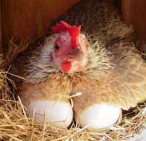 Курица села на яйца осенью. В осень-зиму не поздно выводить цыплят?