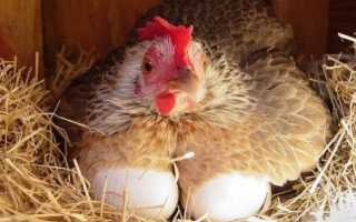 Курица села на яйца осенью. В осень-зиму не поздно выводить цыплят?