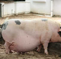 Свинья не может опороситься что делать. Что делать при опоросе свиньи и как получить максимально жизнеспособное поголовье поросят