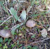 Мышата грибы в крыму фото и описание. Фото и описание грибов Крыма