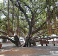 Фикус бенгальский андрей. Фикус бенгальский Одри ( Ficus benghalensis Audrey )