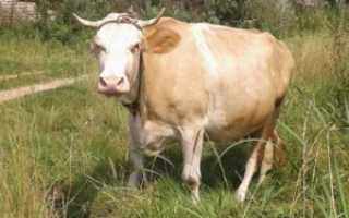 Сычевская порода коров с фото. Сычёвская порода коров с фото и описанием