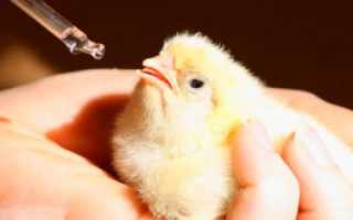 Чем пропоить цыплят для профилактики. Как предотвратить заболевания цыплят: основные профилактические мероприятия