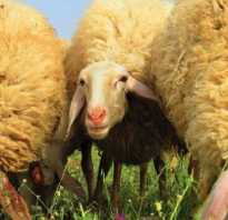 Молочные породы овец в россии. Условия разведения молочных пород овец