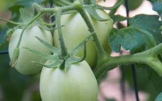 Томаты рио фуего описание. Описание томата Рио Фуего: характеристика и выращивание сорта