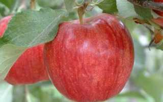 Яблоки гала где растут. Всё о яблоне: какой сорт выбрать и как правильно вырастить
