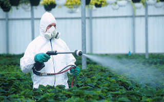 Пестициды как влияют на человека. Влияние пестицидов на здоровье человека