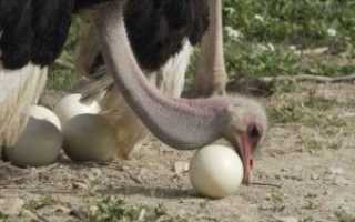 Сколько несется страус. Сколько яиц несёт страус?
