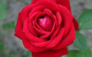 Роза софи лорен фото и описание отзывы. Как вырастить розы «Софи Лорен»: лучшие советы