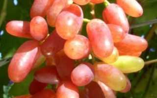 Сорта винограда юлиан. Сорт винограда Юлиан: описание, фото и отзывы