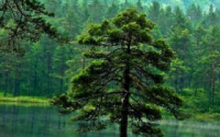 Сколько лет живут деревья таблица. Продолжительность жизни деревьев