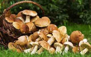 Степные грибы крыма фото и описание. Описание и названия грибов Крыма (+27 фото)