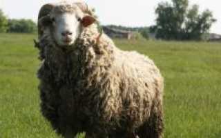 Хлев для овец овчарня 6 букв. То же, что овчарня