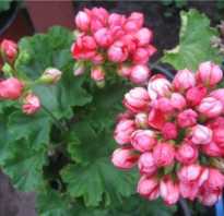 Марбака тюльпан. Удивительно красивая — пеларгония тюльпановидная. Все о происхождении, размножении и уходе