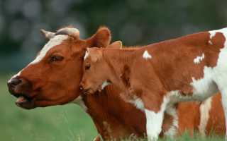 Сколько дней корова вынашивает телёнка. Как долго корова вынашивает телёнка, особенности процесса беременности и родов