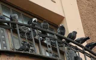 Чего боятся голуби как бороться с голубями. Как прогнать и отпугнуть назойливых голубей, которые поселились на вашем балконе?