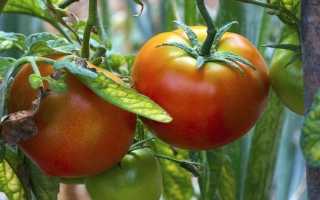 Макроспориоз томатов фото и их лечение. Болезни помидоров с фото и описанием, их лечение и профилактика