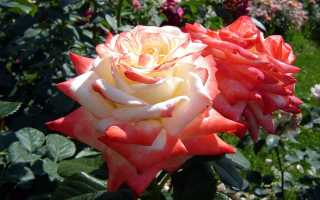 Роза императрица фото и описание и уход. Роза Императрица Фарах, описание сорта, особенности посадки и выращивания